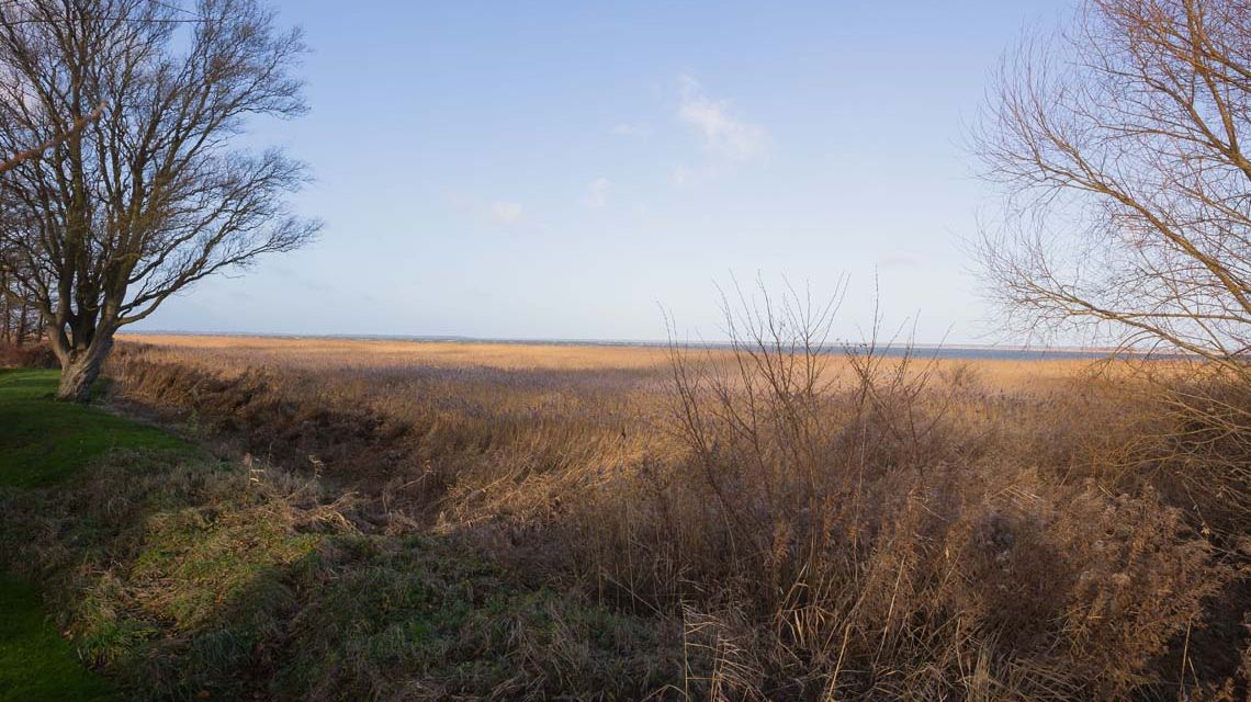 Schilfgürtel mit Bodden